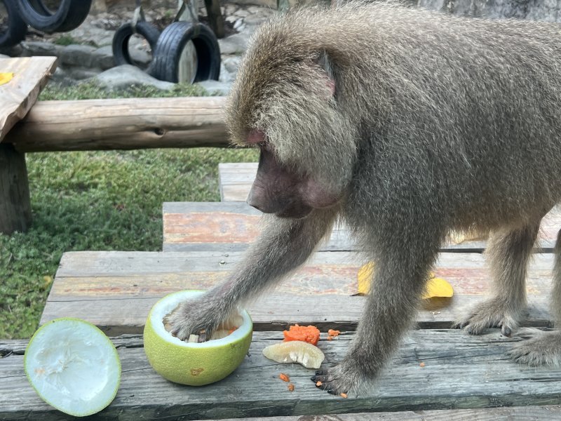 長鬃狒狒抓取柚子果肉。（觀光局提供）