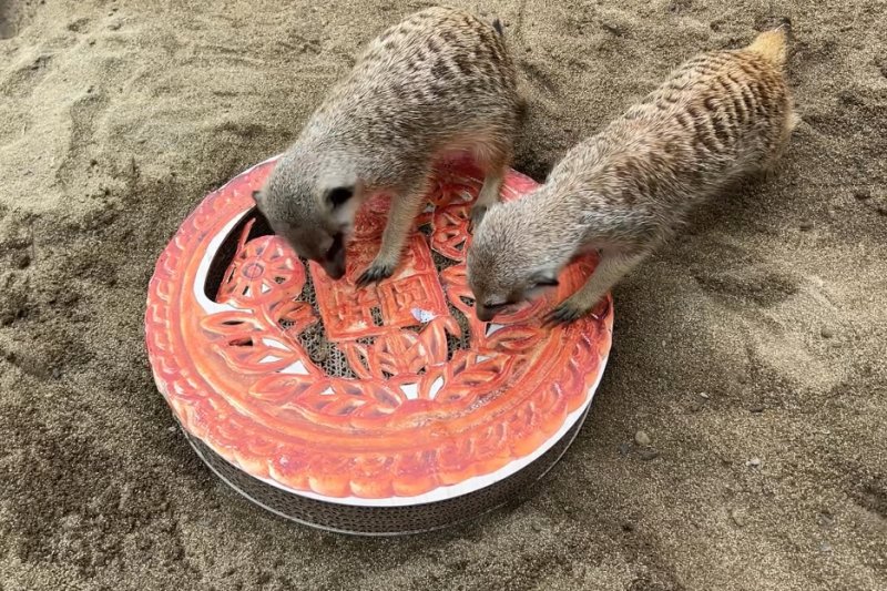 狐獴使用利爪挖取藏在月餅內的麵包蟲及大麥蟲。（觀光局提供）