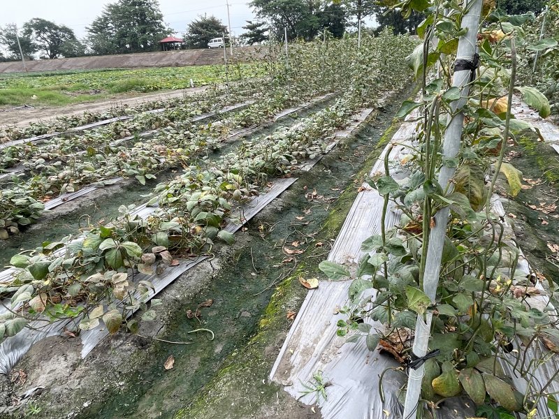 鐵管支撐架被拔走之後，菜豆一片倒伏。（周敏煌攝）