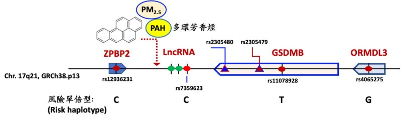 黃嘯谷教授團隊研究發現，17q21染色體長鏈非編碼RNA(IncRNA)的序列變異，會透過影響基因表現的調控機制，提高氣喘發生風險。