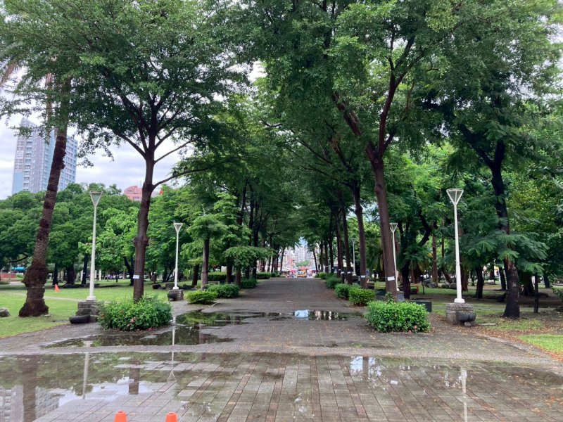 漾新聞|康裕成護樹成功 三民公園改造保留林蔭大道