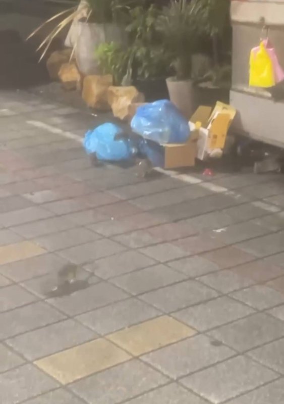 漾新聞|鼠患橫行新崛江　議員批市府消極　籲學紐約推「絕育藥」