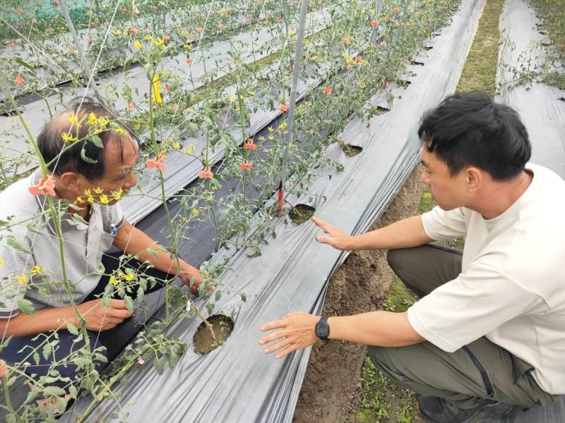 漾新聞|美濃小果番茄健康管理技術講習