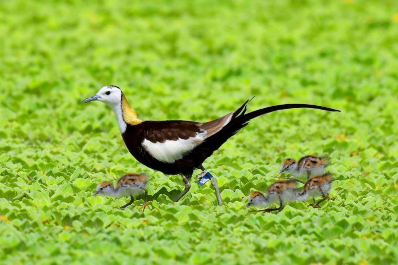 漾新聞| 美濃湖變身「水雉天堂」！雙獎肯定揭永續祕密