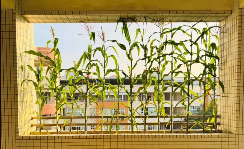 漾新聞|教室外的玉米長到天花板 美的像一幅畫！新上國小學生小農玩出最美天然窗簾