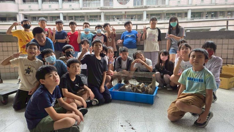 漾新聞|新莊國小「鵪鶉小跟班」萌翻校園　孩子用愛上生命教育