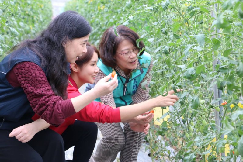 漾新聞|美濃番茄甜爆登場　高雄郵局攜手小農打造風味之都