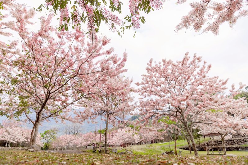 漾新聞｜六龜花旗木爆開春遊正夯 賞花泡湯音樂一次滿足