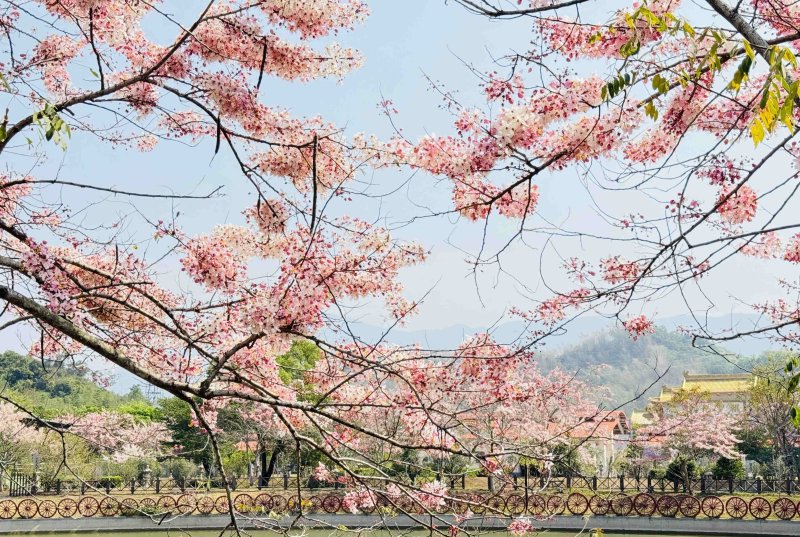 漾新聞|浪漫粉紅雨迎接六龜最浪漫季節