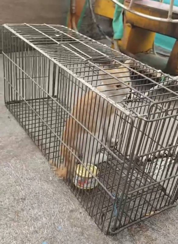 漾新聞| 林園漁港虐貓影片引眾怒疑遭丟海動保與警方介入