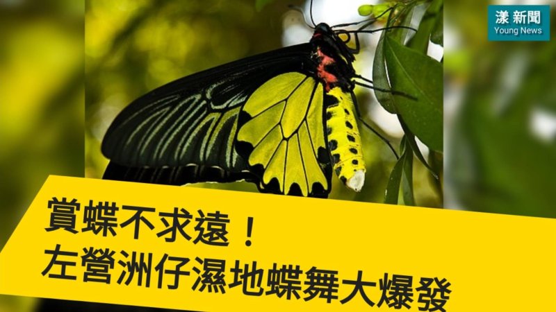 影｜賞蝶不求遠！左營洲仔濕地蝶舞大爆發｜漾新聞