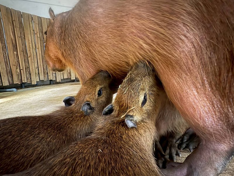 漾新聞｜母親節衝壽山動物園免費玩　新生萌獸加蟑螂展吸睛