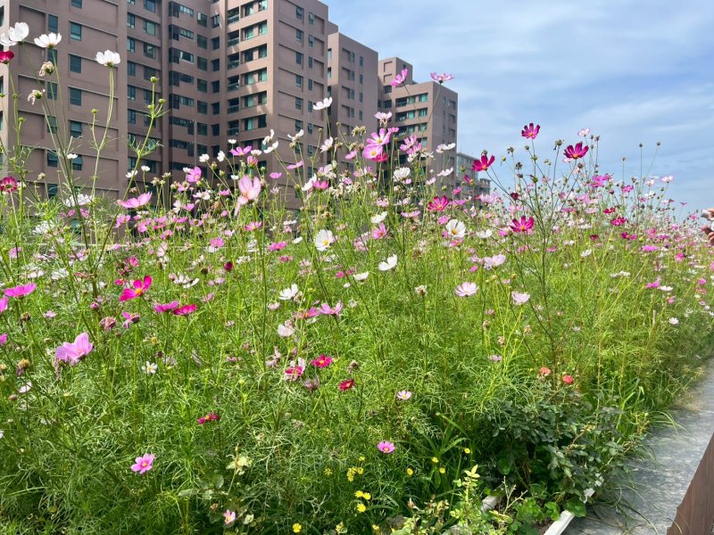 漾新聞｜高市綠化補助二階開跑　最高80萬讓屋頂外牆變森林