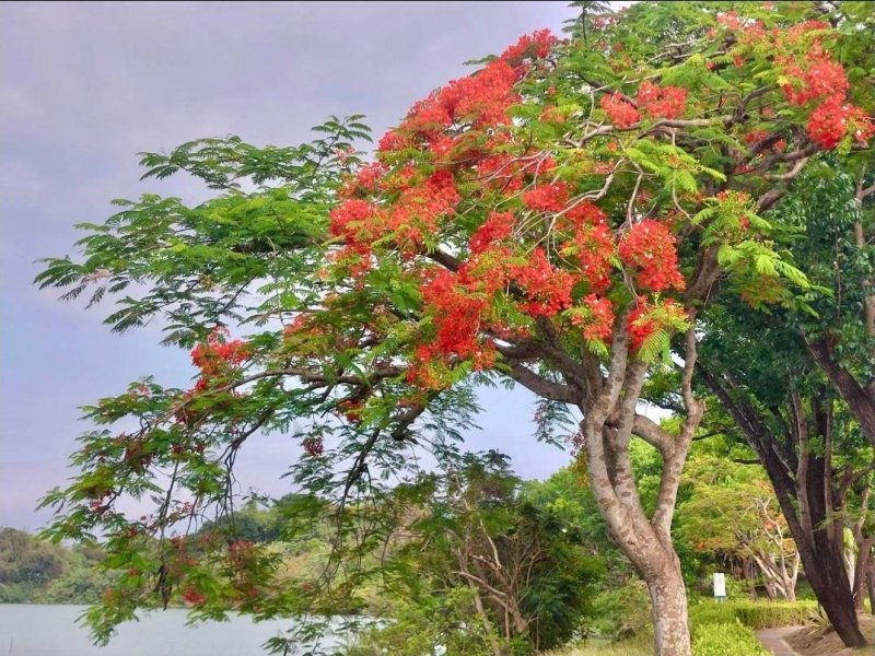漾新聞|鳳凰木染紅高雄天際線　初夏橘紅織錦成最美街景