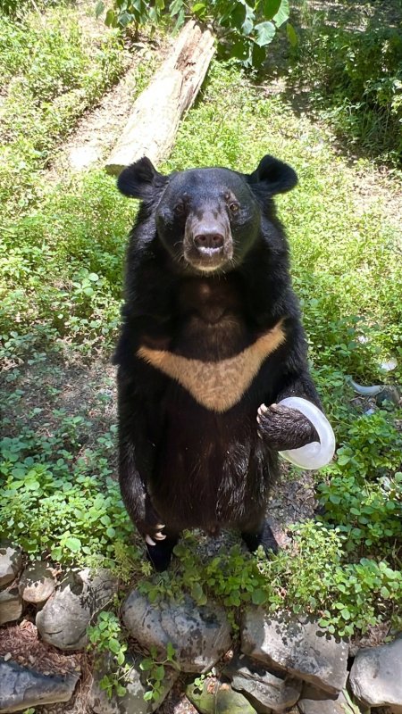 漾新聞｜12歲以下免費入園　壽山動物園暑假萌翻高雄