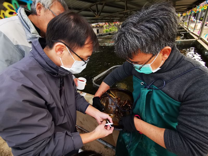 張懿（左）替臺灣三棘鱟植入動物晶片以進行檢測作業
