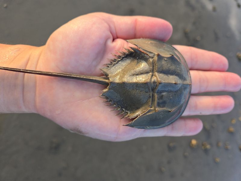 臺灣三棘鱟與金門蚵田中發現臺灣三棘鱟蹤跡