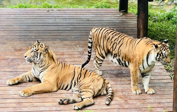 漾新聞｜老虎出沒高雄！壽山動物園X紙風車攜手萌虎推保育